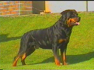 Benno(3).jpg