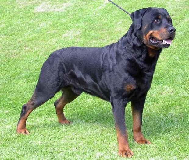Benno(4).jpg